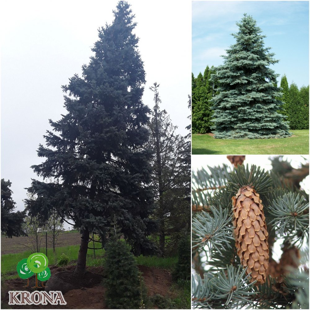 Саджанці купити Ялина колюча сиза (Picea pungens Glauca) кому / H 500-600 см/ ком