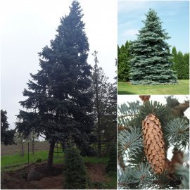 Ялина колюча сиза (Picea pungens Glauca) кому / H 500-600 см/ ком Ялина колюча сиза (Picea pungens Glauca) кому / H 500-600 см/ ком