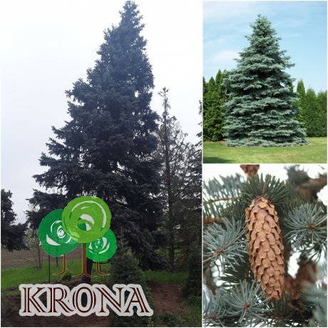 Саджанці купити Ялина колюча сиза (Picea pungens Glauca) кому / H 500-600 см/ ком