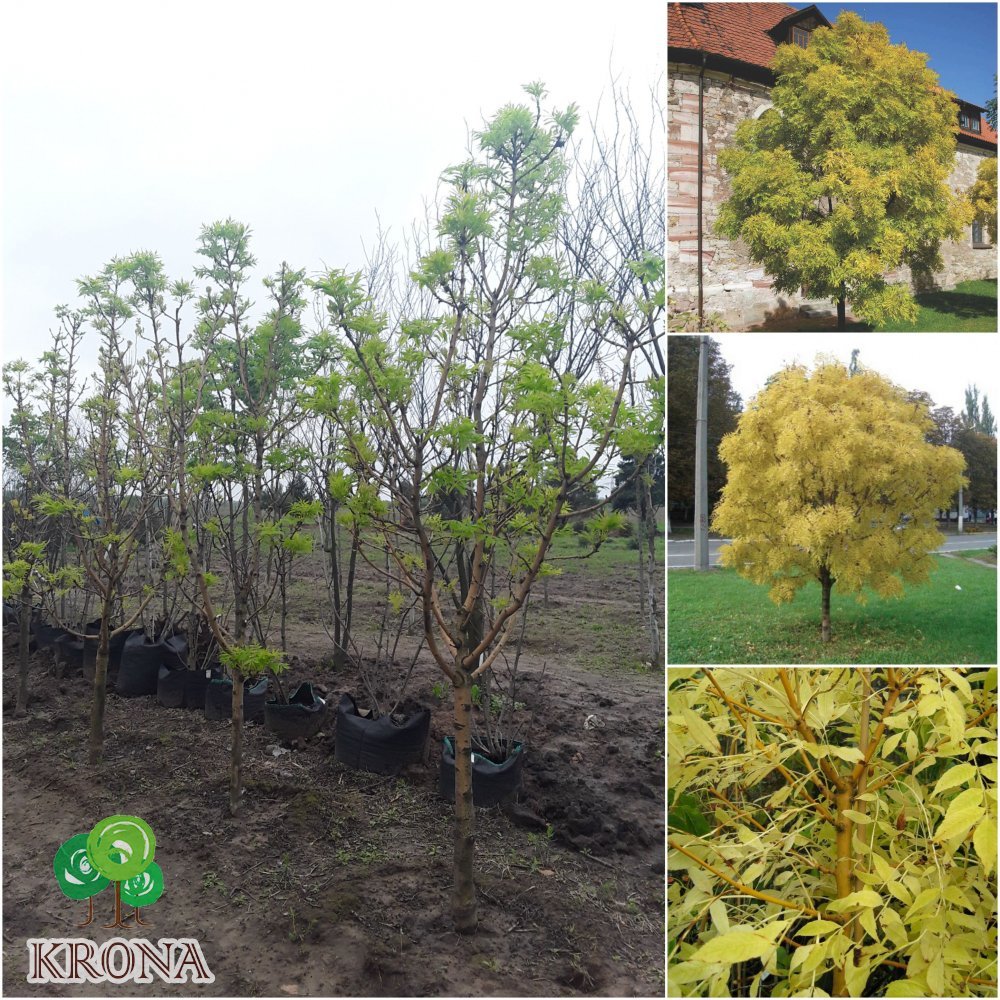 Саджанці купити Ясен золотистий (Fraxinus Golden) "Jaspidea" / Н 300+ см/кому