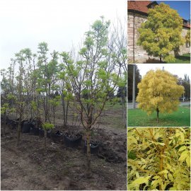 Ясен золотистий (Fraxinus Golden) "Jaspidea" / Н 300+ см/кому