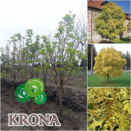 Саджанці купити Ясен золотистий (Fraxinus Golden) "Jaspidea" / Н 300+ см/кому