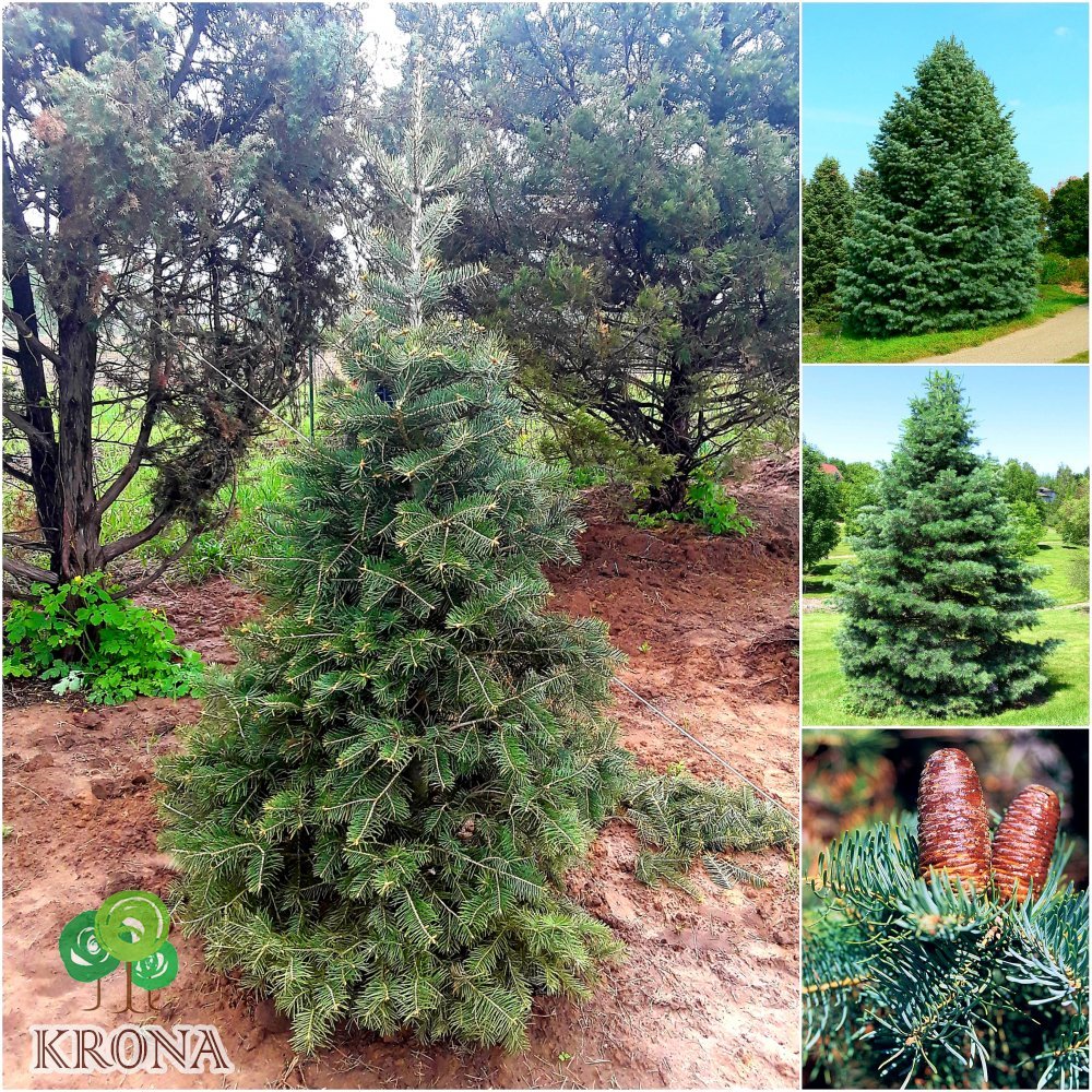 Саджанці купити Ялиця одноколірна (Abies concolor) /Н 150 см/ ком