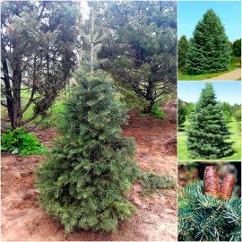 Ялиця одноколірна (Abies concolor) /Н 150 см/ ком