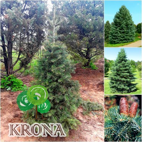 Саджанці купити Ялиця одноколірна (Abies concolor) /Н 150 см/ ком