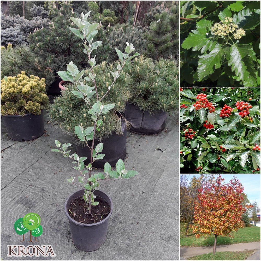 Саджанці купити Горобина проміжна (Sorbus intermedia) або шведська /Н 140-150 см/контейнер