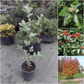 Горобина проміжна (Sorbus intermedia) або шведська /Н 140-150 см/контейнер