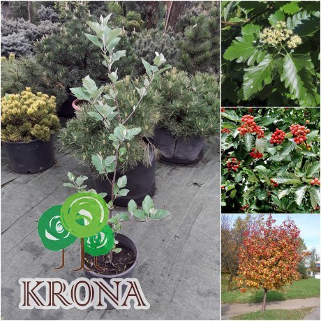 Саджанці купити Горобина проміжна (Sorbus intermedia) або шведська /Н 140-150 см/контейнер