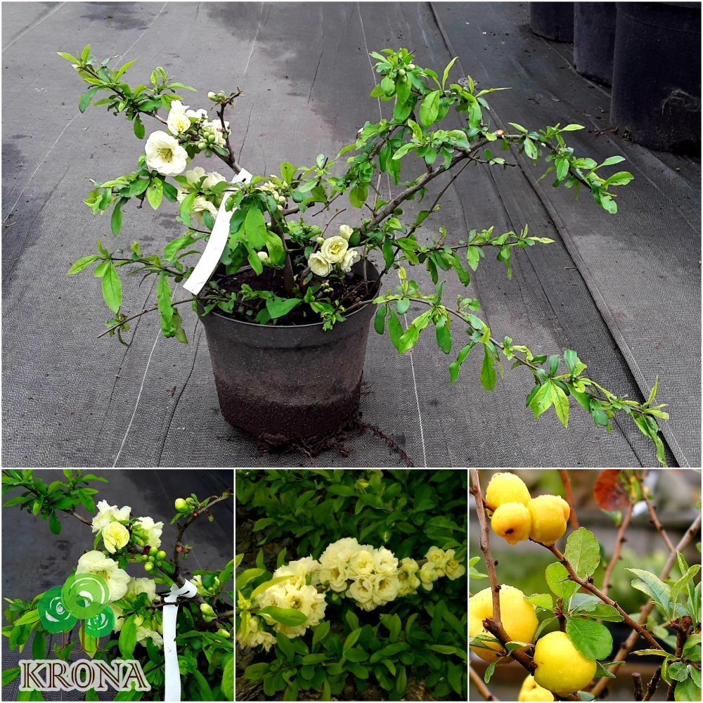 Саджанці купити Хеномелес (Айва) прекрасна (Chaenomeles speciosa) "Yukigoten" / контейнер С5 L