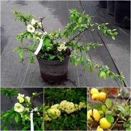 Хеномелес (Айва) прекрасна (Chaenomeles speciosa) "Yukigoten" / контейнер С5 L