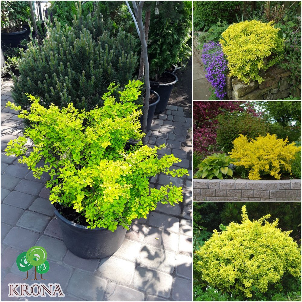 Саджанці купити Барбарис Тунберга (Berberis thunbergii) "Aurea" / контейнер С15 L