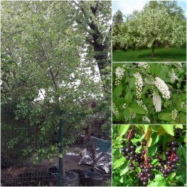 Черемха віргінська (Prunus virginiana) / H300см/НО22см / контейнер big bag