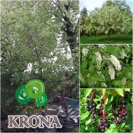 Саджанці купити Черемха віргінська (Prunus virginiana) / H300см/НО22см / контейнер big bag