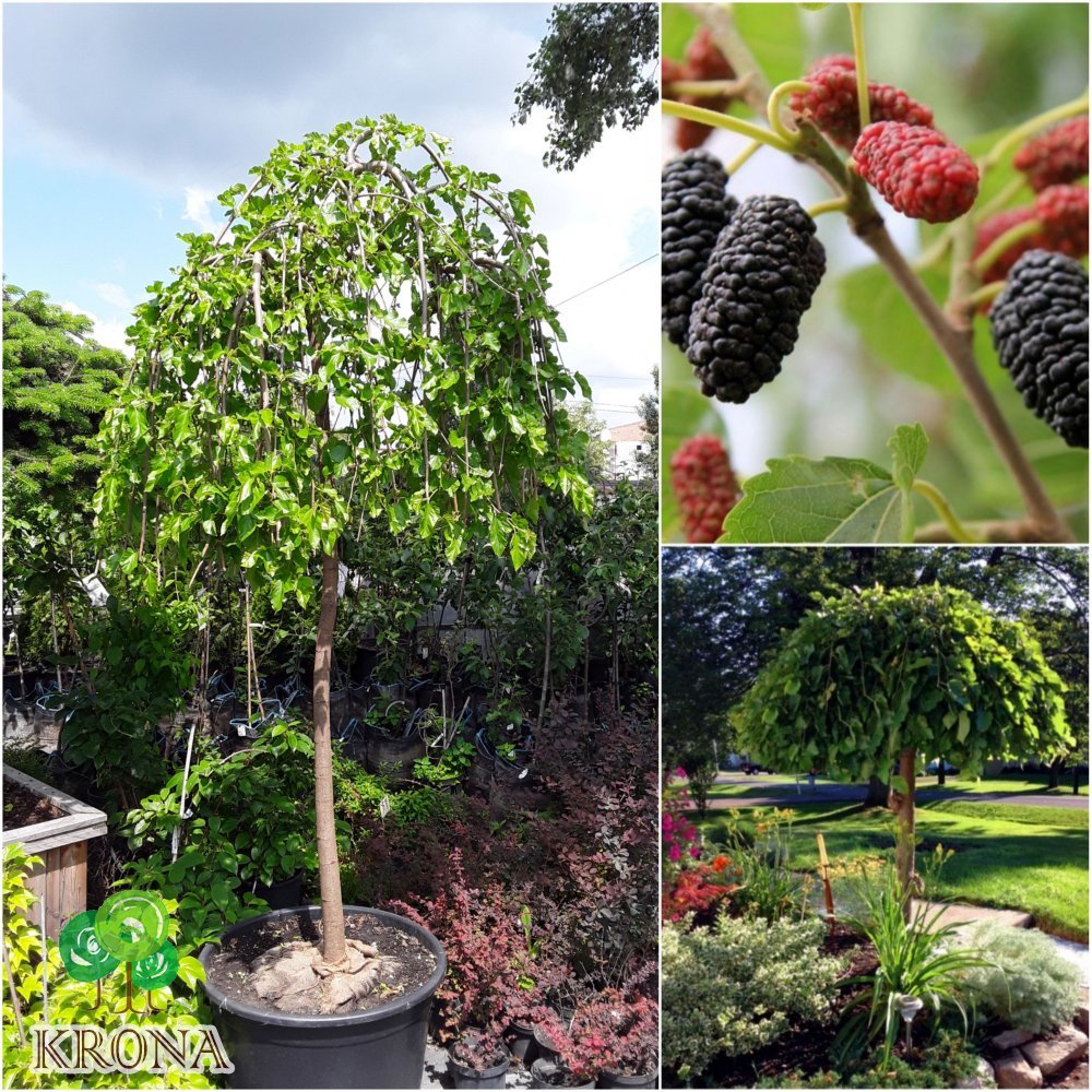 Саджанці купити Шовковиця біла (Morus alba) "Pendula"/Stam 180 см/НО12-14см/контейнер