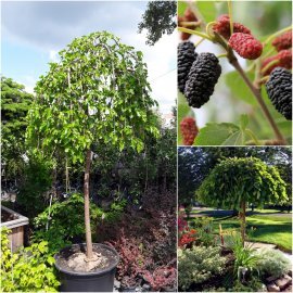 Шовковиця біла (Morus alba) "Pendula"/Stam 180 см/НО12-14см/контейнер