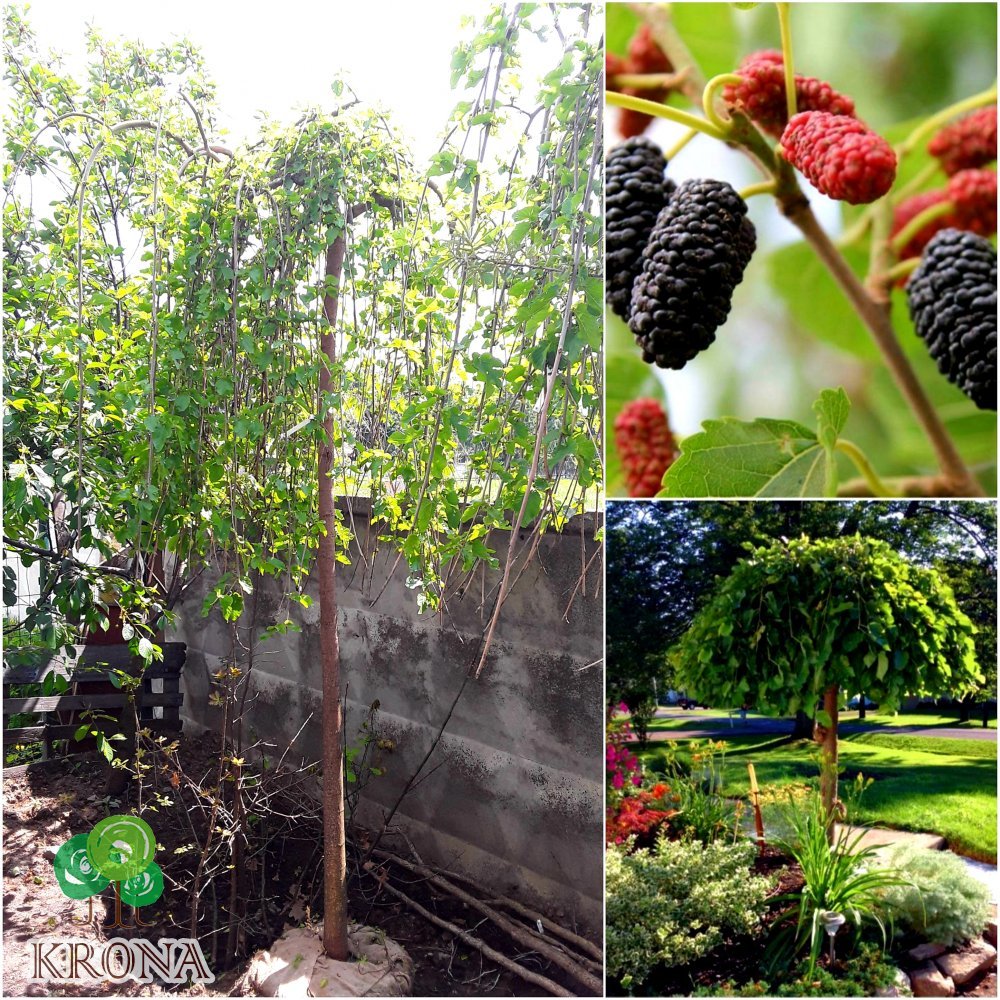 Саджанці купити Шовковиця біла (Morus alba) "Pendula"/Stam 230 см/НО16-18см/контейнер