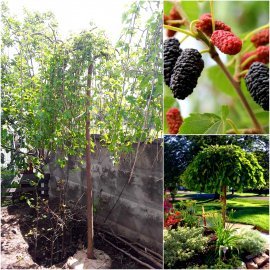 Шовковиця біла (Morus alba) "Pendula"/Stam 230 см/НО16-18см/контейнер