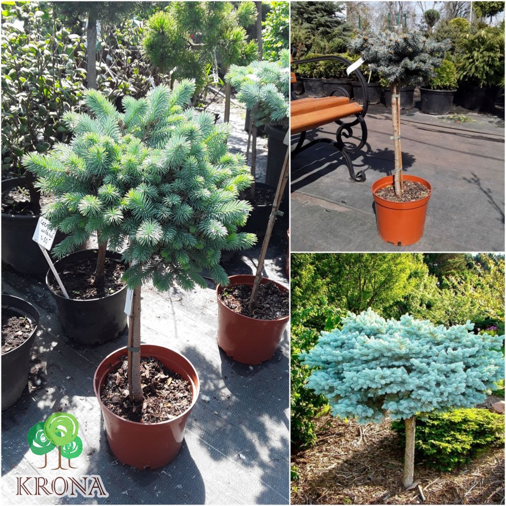 Саджанці купити Ялина колюча (Picea pungens) "Glauсa Compacta" /Stam 50 см/ контейнер