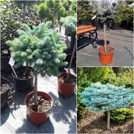 Ялина колюча (Picea pungens) "Glauсa Compacta" /Stam 50 см/ контейнер Ялина колюча (Picea pungens) "Glauсa Compacta" /Stam 50 см/ контейнер