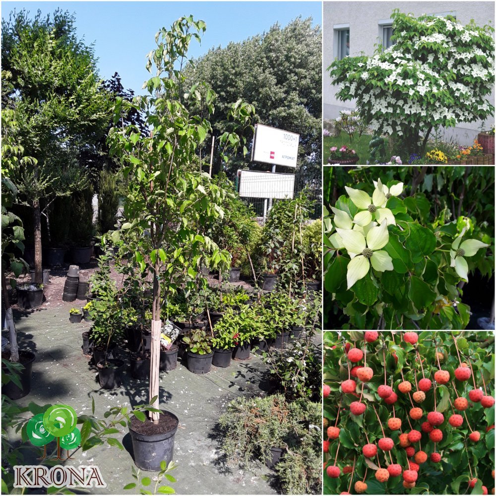 Саджанці купити Дерен Коуза (Cornus cousa) /Н 190 см+/ контейнер