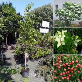 Дерен Коуза (Cornus cousa) /Н 190 см+/ контейнер