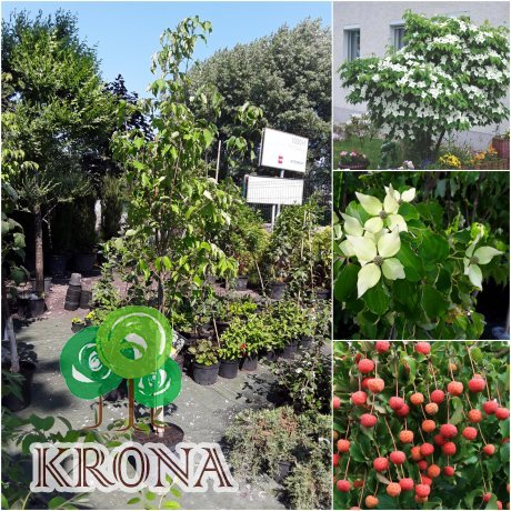 Саджанці купити Дерен Коуза (Cornus cousa) /Н 190 см+/ контейнер