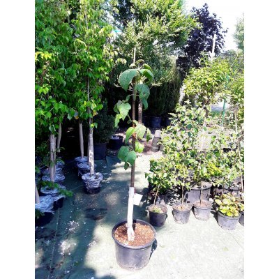 Саджанці купити Павловнія повстяна (Paulownia tomentosa) або Адамове дерево /Н 120-150 см/ контейнер