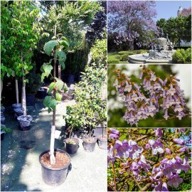 Павловнія повстяна (Paulownia tomentosa) або Адамове дерево /Н 120-150 см/ контейнер