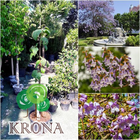 Саджанці купити Павловнія повстяна (Paulownia tomentosa) або Адамове дерево /Н 120-150 см/ контейнер