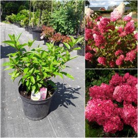 Гортензія волотиста (Hydrangea paniculata) "Magical Vesuvio"/Н 40-60 см/контейнер C3 L Гортензія волотиста (Hydrangea paniculata) "Magical Vesuvio"/Н 40-60 см/контейнер C3 L
