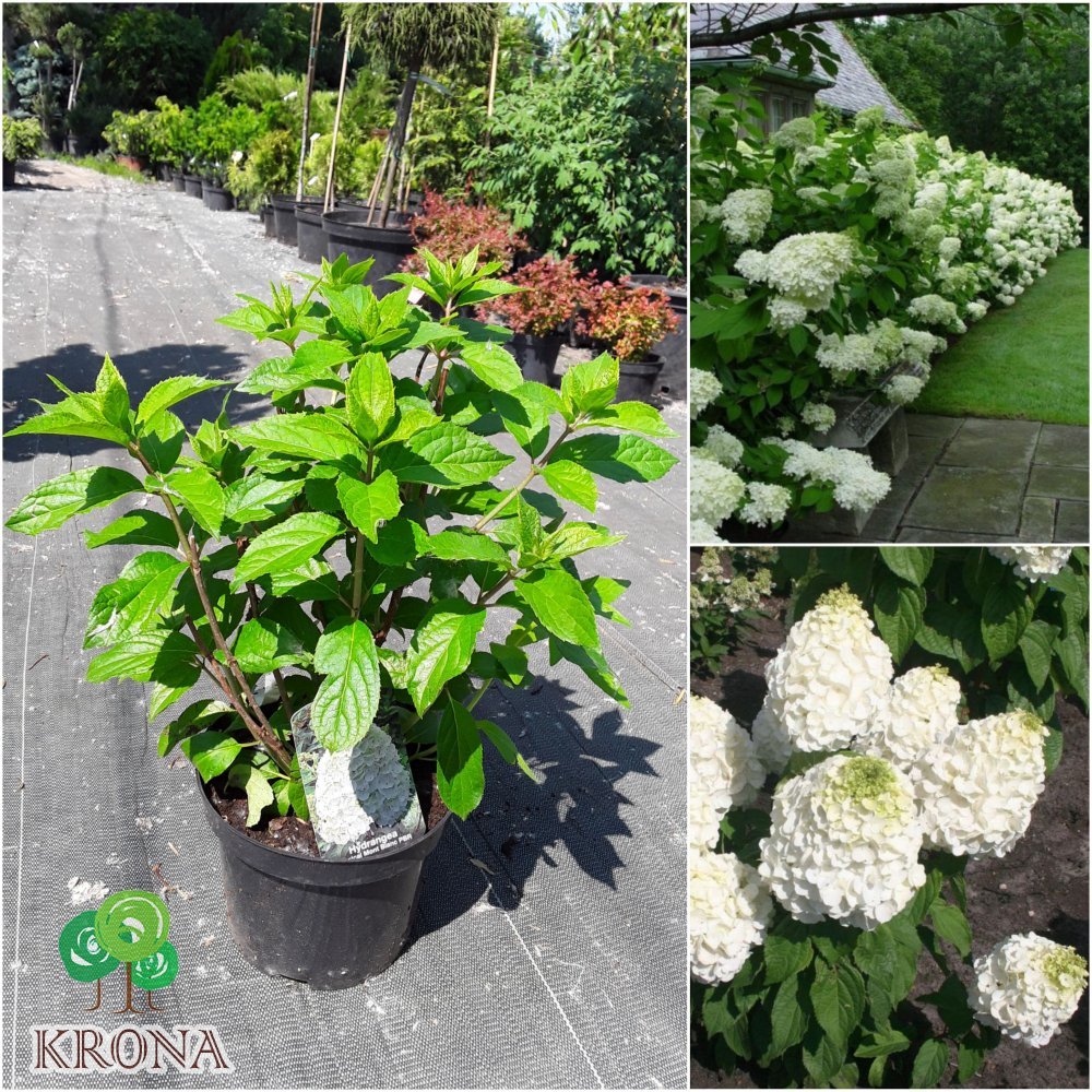 Саджанці купити Гортензія волотиста "Меджикал Мон Блан"/ (Hydrangea paniculata) "Magical Mont Blanc" / контейнер С7.5 L