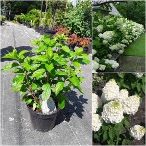 Гортензія волотиста "Меджикал Мон Блан"/ (Hydrangea paniculata) "Magical Mont Blanc" / контейнер С7.5 L