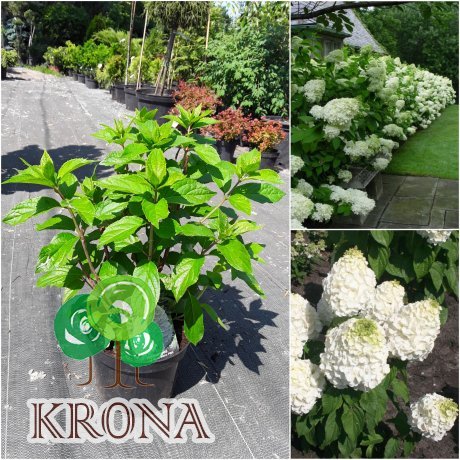 Саджанці купити Гортензія волотиста "Меджикал Мон Блан"/ (Hydrangea paniculata) "Magical Mont Blanc" / контейнер С7.5 L