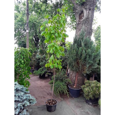 Саджанці купити Клен гостролистий (Acer platanoides) / Н 250-300 см / АЛЕ 6-8 см / контейнер