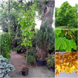 Клен гостролистий (Acer platanoides) / Н 250-300 см / АЛЕ 6-8 см / контейнер