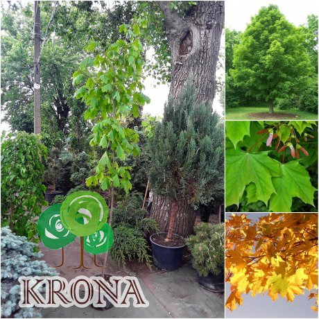Саджанці купити Клен гостролистий (Acer platanoides) / Н 250-300 см / АЛЕ 6-8 см / контейнер