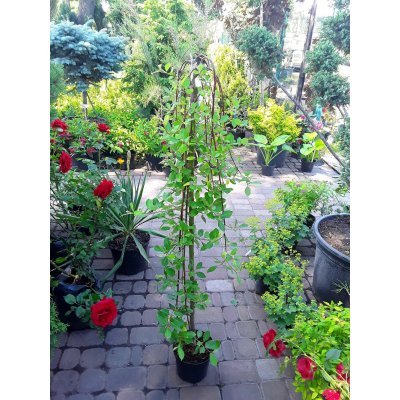 Саджанці купити Верба козяча (Salix caprea) "Pendula" / Stam 120-150 см / контейнер