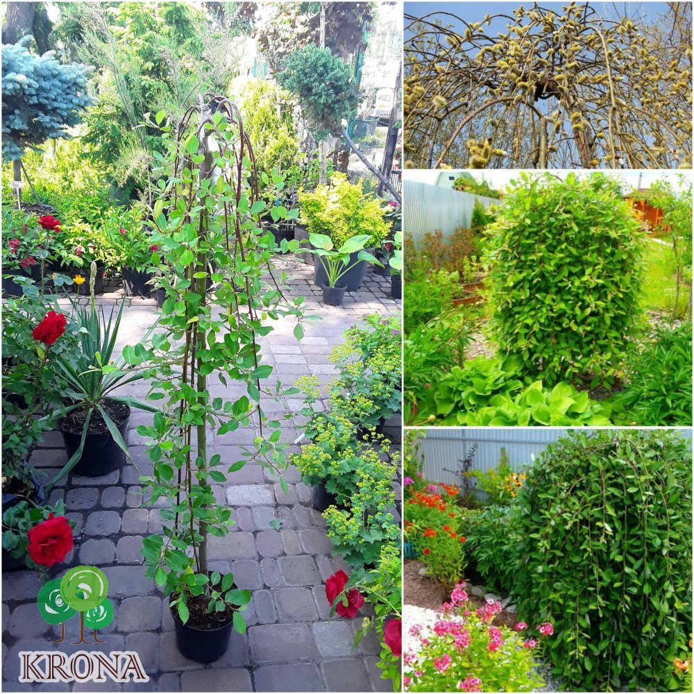Саджанці купити Верба козяча (Salix caprea) "Pendula" / Stam 120-150 см / контейнер