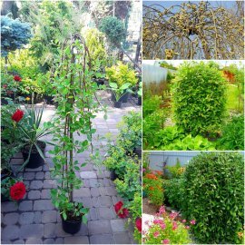 Верба козяча (Salix caprea) "Pendula" / Stam 120-150 см / контейнер