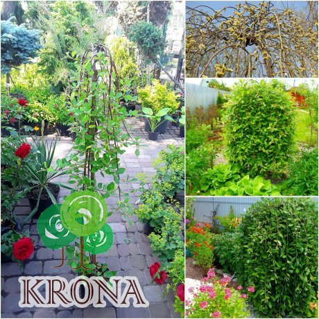 Саджанці купити Верба козяча (Salix caprea) "Pendula" / Stam 120-150 см / контейнер