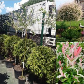 Верба цільнолиста (Salix integra) "Hakuro nishiki" /Stam 110-130 см/ контейнер С7.5 L