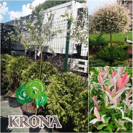 Саджанці купити Верба цільнолиста (Salix integra) "Hakuro nishiki" /Stam 110-130 см/ контейнер С7.5 L