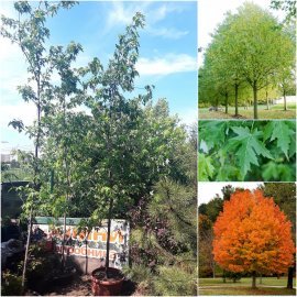 Клен сріблястий (Acer saccharinum)/Н350 см+/АЛЕ 11-13 см/контейнер