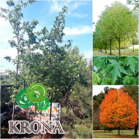 Саджанці купити Клен сріблястий (Acer saccharinum)/Н350 см+/АЛЕ 11-13 см/контейнер