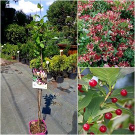 Жимолість кучерява (Lonicera periclymenum) "Belgica Select" / H 100-120 см / контейнер С3 L