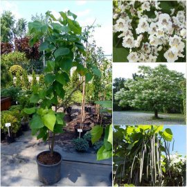 Катальпа бигнониевидная (Catalpa bignonioides) /H200 см+/ контейнер С 12 L Катальпа бигнониевидная (Catalpa bignonioides) /H200 см+/ контейнер С 12 L
