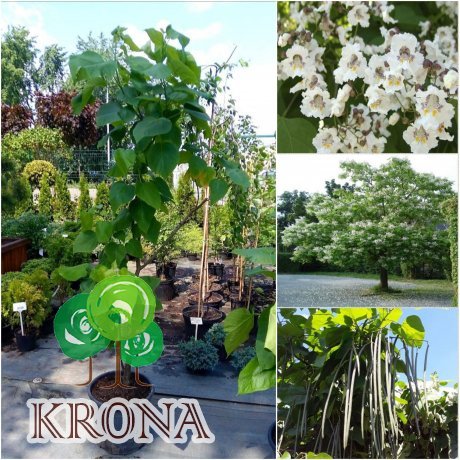 Саджанці купити Катальпа бигнониевидная (Catalpa bignonioides) /H200  см+/ контейнер С 12 L