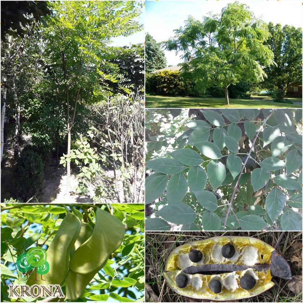Саджанці купити Бундук дводомний (Gymnocladus dioicus) / Кентуккійське кавове дерево/Н 450 см/АЛЕ 10-12см/кому
