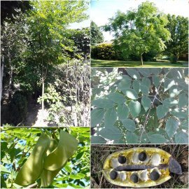 Бундук дводомний (Gymnocladus dioicus) / Кентуккійське кавове дерево/Н 450 см/АЛЕ 10-12см/кому