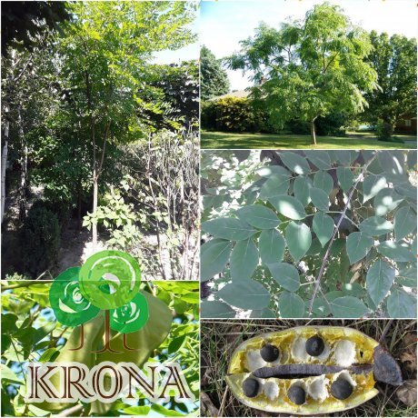Саджанці купити Бундук дводомний (Gymnocladus dioicus) / Кентуккійське кавове дерево/Н 450 см/АЛЕ 10-12см/кому